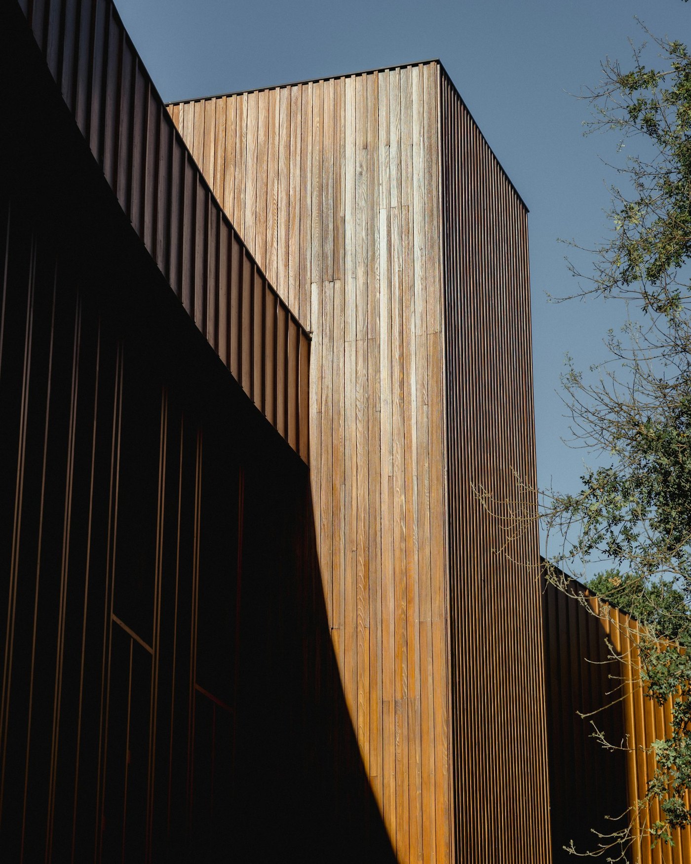 Contemporary timber architecture shaped around mature trees and planted terraces